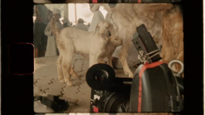 A man shoos a goat back toward its mother