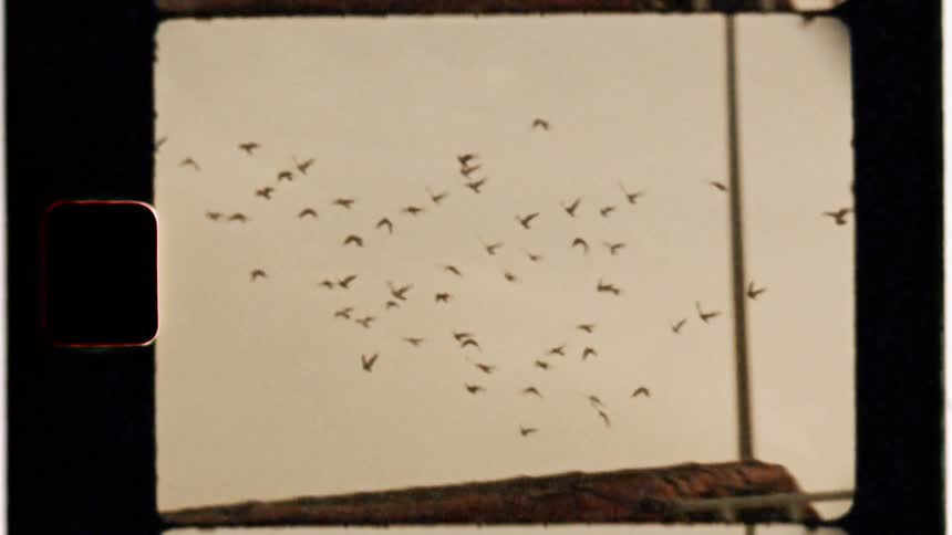 A flock of birds flies at sunset