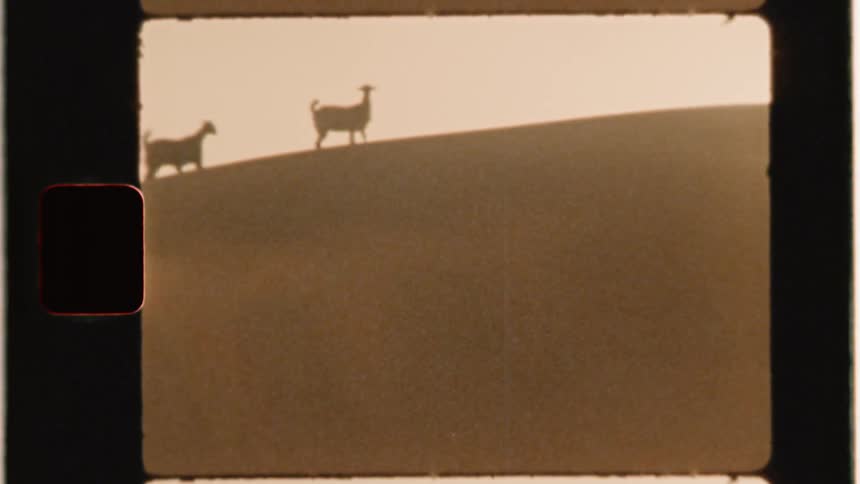 A herd of goats walk on a sand dune