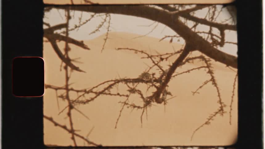 Bare tree branches in a desert