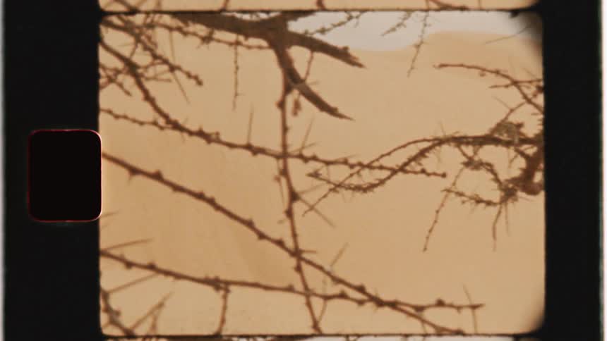 The barren branches are hanging over the desert