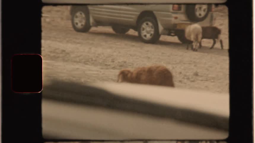 A sheep crosses the road