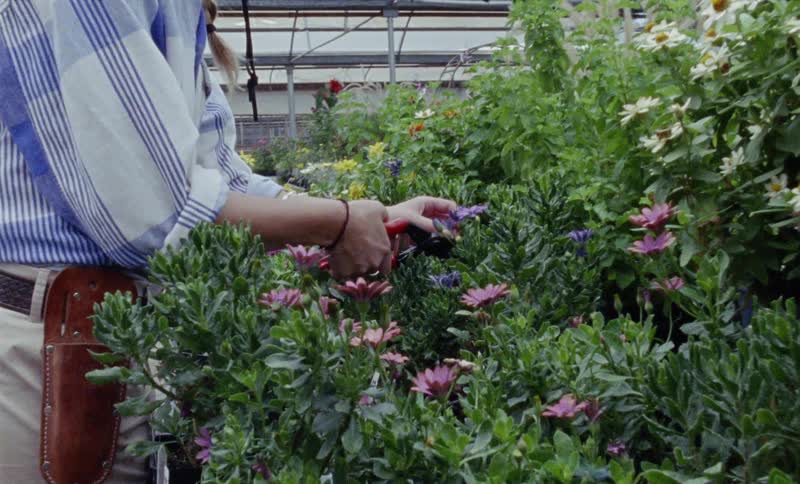 A woman trims greenhouse flowers and hands them to a boy