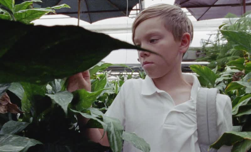 Young boy touches a leaf in a greenhouse