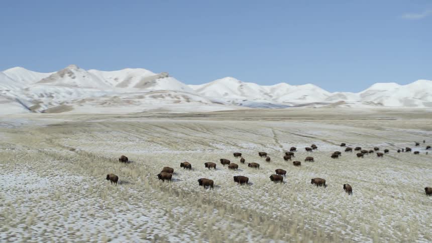 Herd of cattle stand in the snowy field under a blue sky