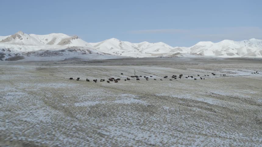 A herd of cattle graze on a snow dusted plain