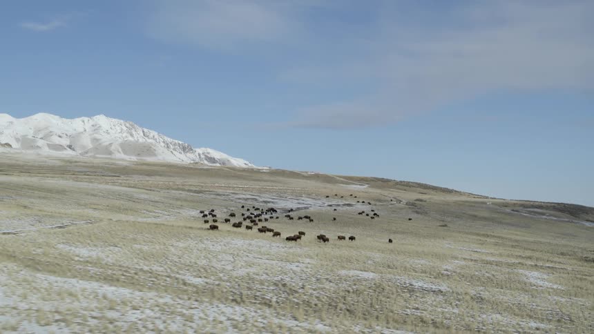 Herd of animals graze on snowy plains