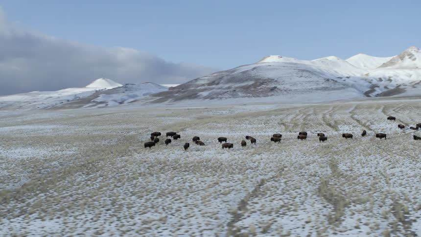 Buffalo are grazing on a plain on a winter day