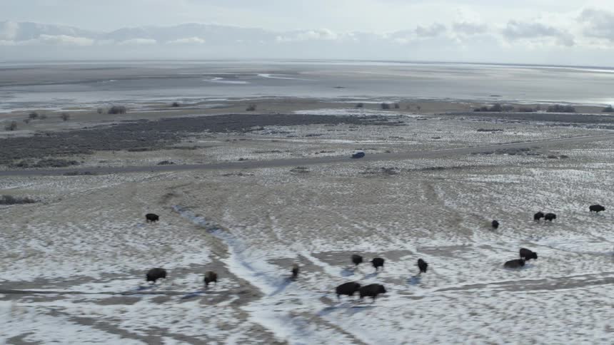 Herd of animals on snowy plains
