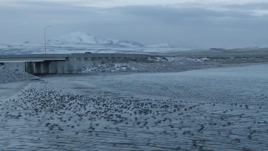 Birds fly above and land onto the water