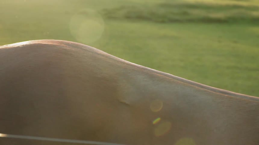 A horse walks in a pasture at sunset
