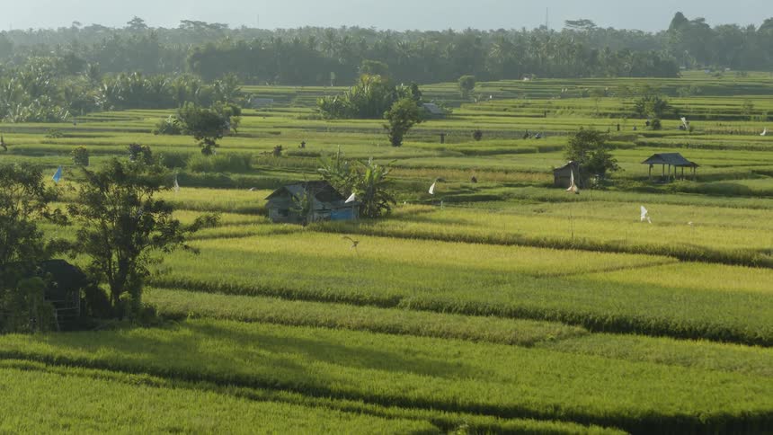 White flags wave in the wind next to farm houses and fields