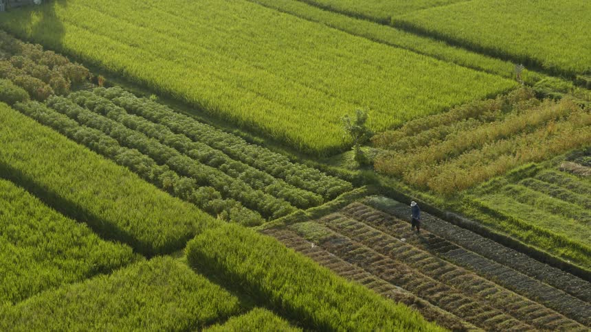 Farmer works in a rural field