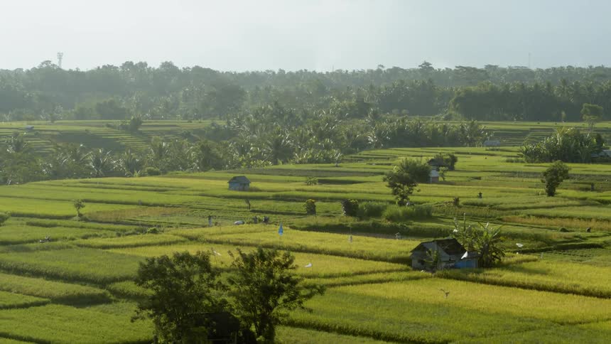 Flags are blowing in the breeze on farmland in an asian country during the day