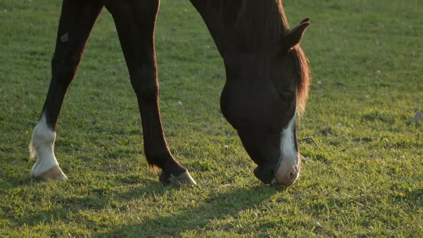 A horses grazes in a grassy field
