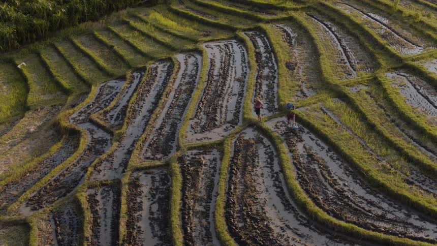 Plants grow in rows in a rural field