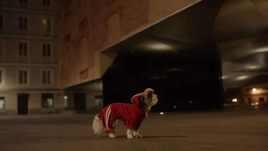 A dog in a tracksuit is wandering across a parking lot at night
