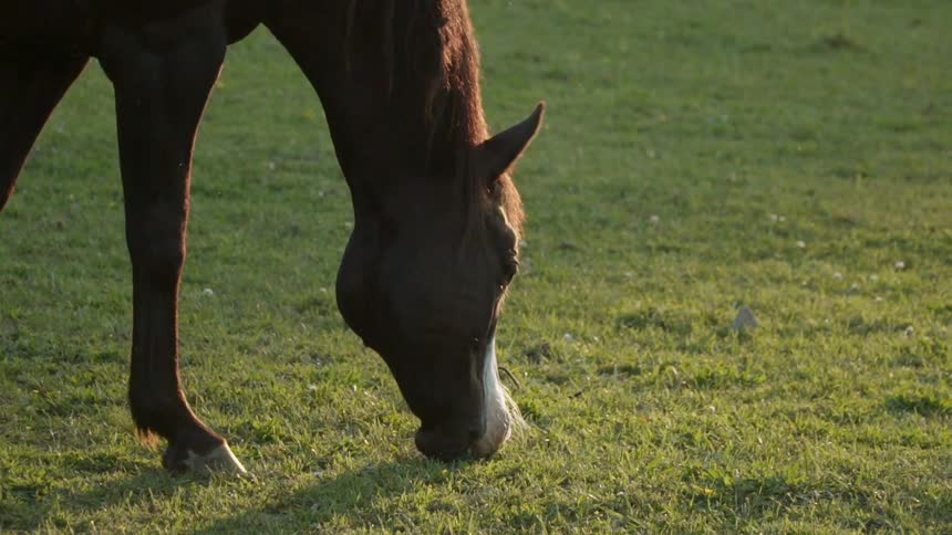 Horse grazes grass outside in a pasture