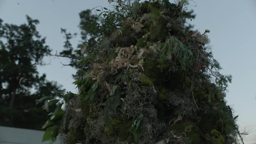 Bushes shake and leaves fly off of it