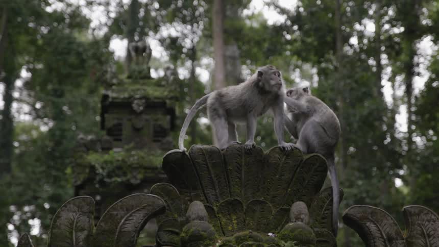 Monkeys sit on a statue