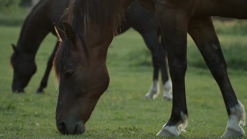 Horses graze in a grassy field