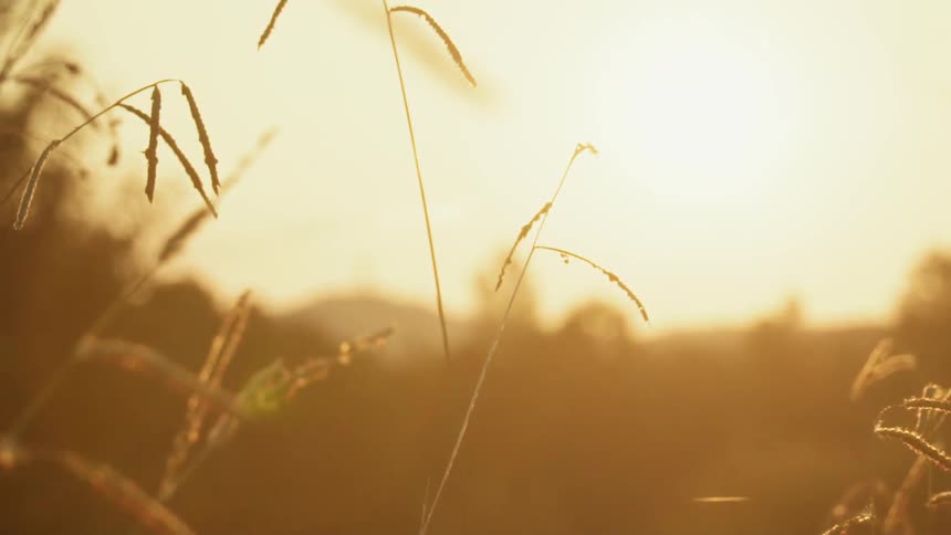 The sun shines on swaying grass