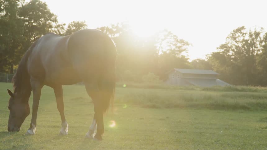 A horse grazes in a field at sunset