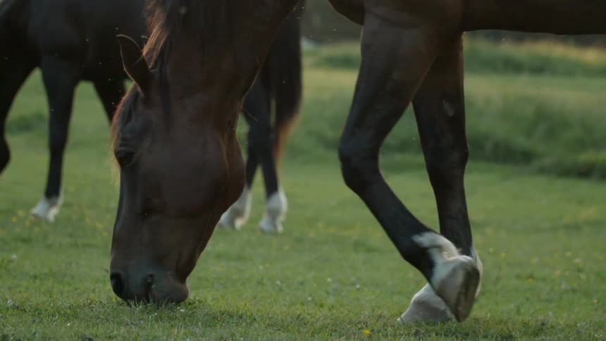 Horses graze in a grassy field
