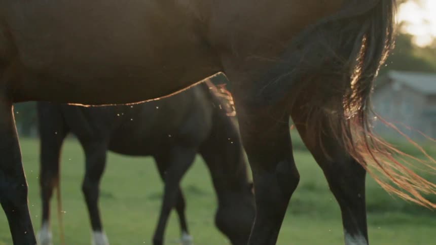 A horse wags its tail outside