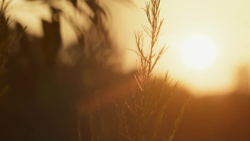 The sun shines on grass swaying in a field