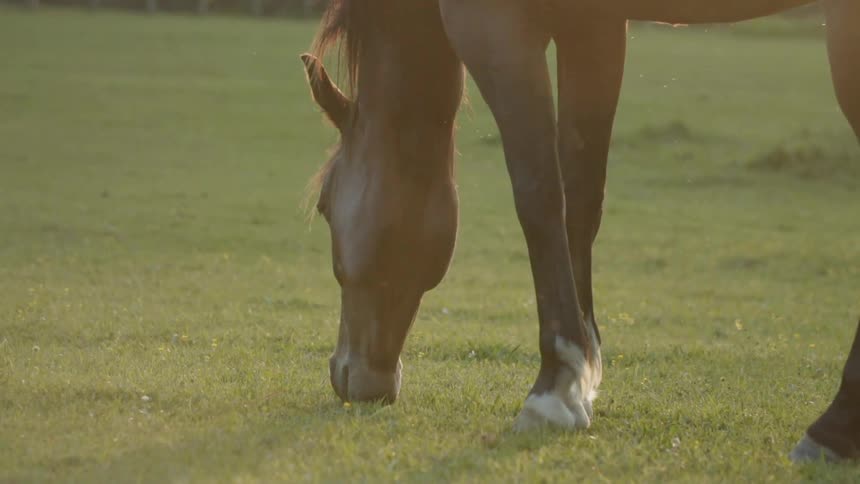 A horse grazes in a grassy field