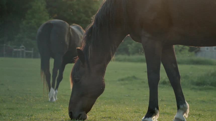 Horses graze in the field