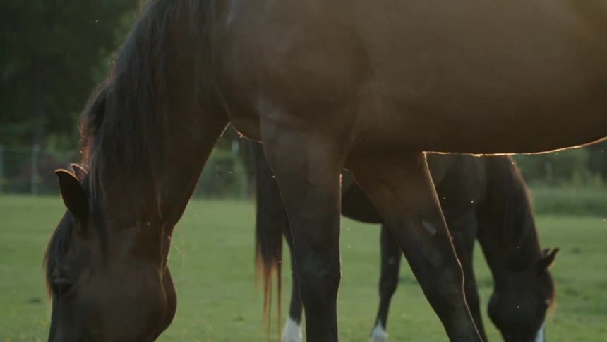 The horses are grazing on grass