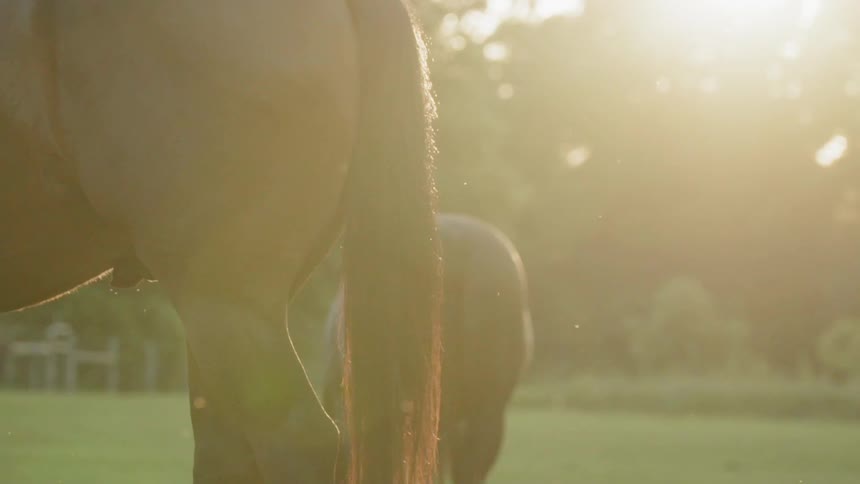 Two horses stand outside in a field