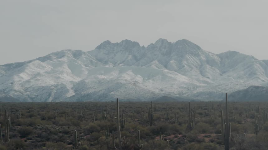 Cacti grow in a desert