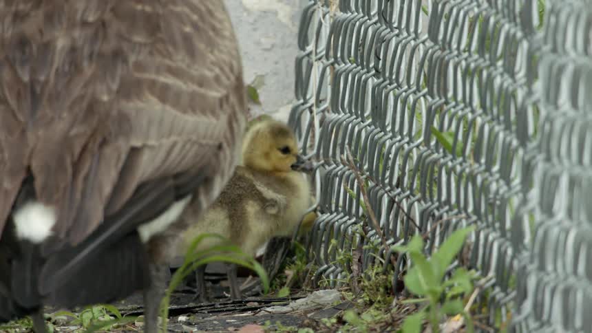 Goslings peck through a fence while a goose stands close