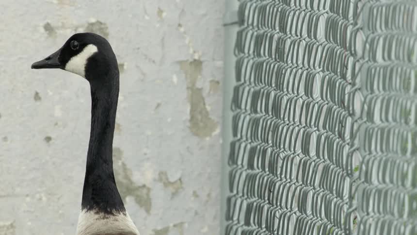 A geese peeks through the chain link fence