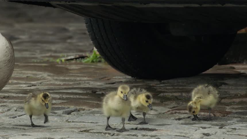 Chicks and a goose walk on the stone road