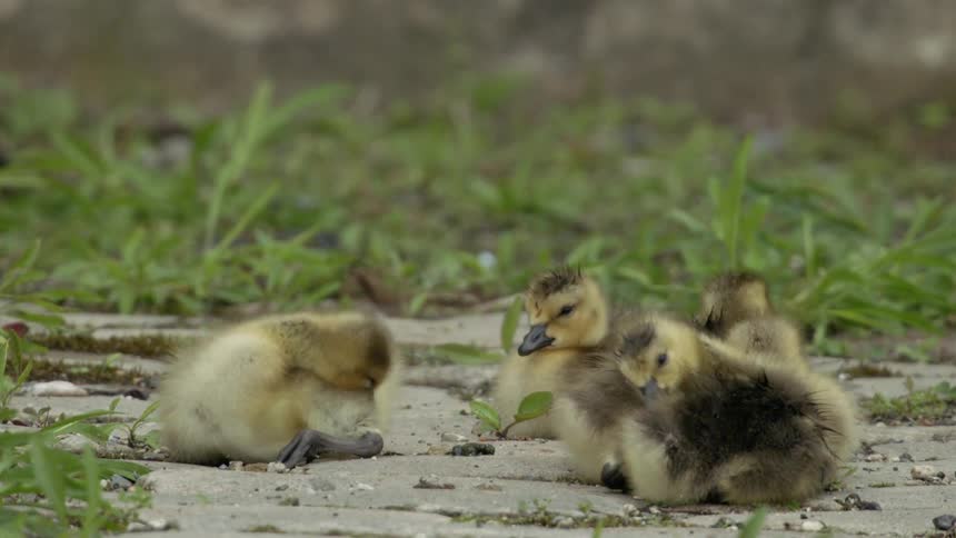 Baby birds sit on the ground and scratch themselves with their beaks