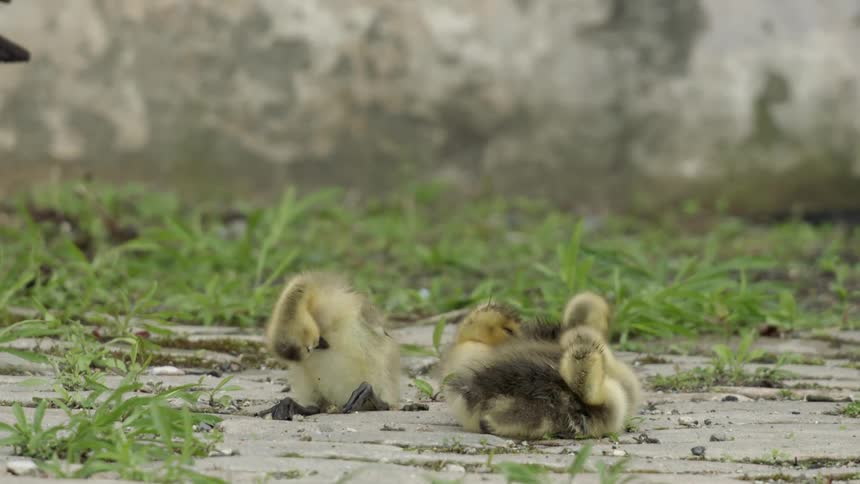 The small baby chicks sit around in the grass