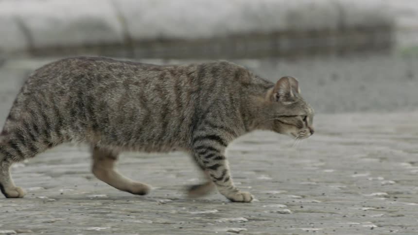 The cat walks slowly over the rocks