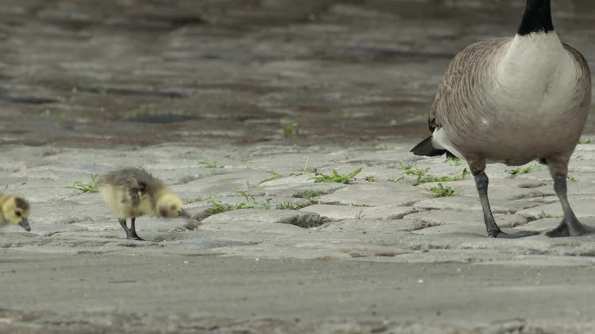 Geese scavenge for food outside