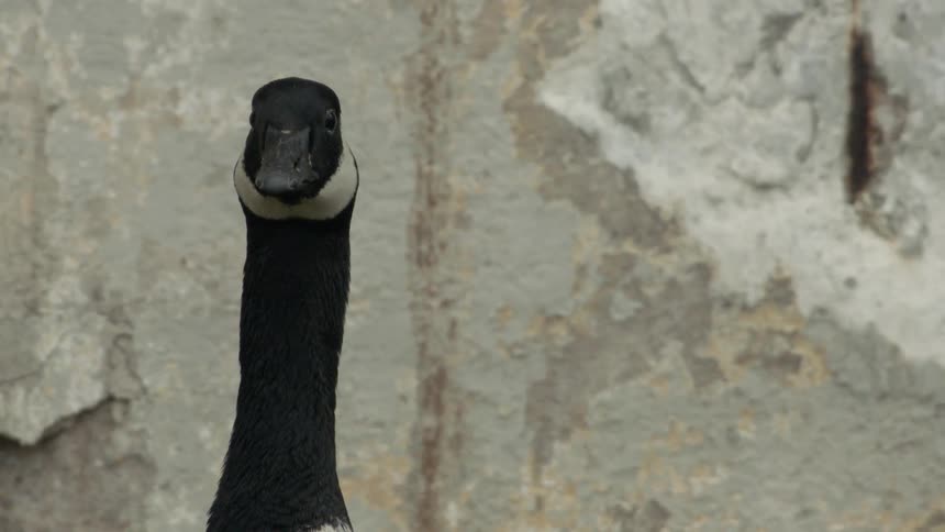 The geese is looking around by the stone wall