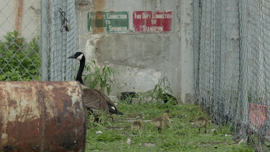 Geese stand near a chain link fence