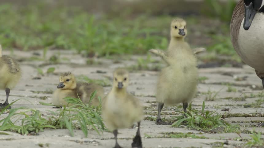 Four goslings outside in the grass
