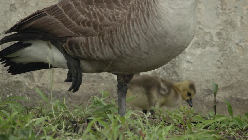A goose chick walks near its mother