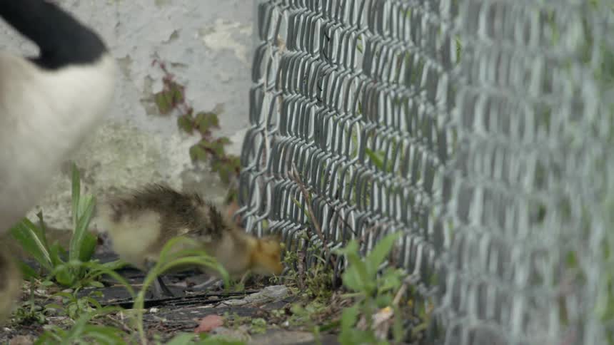 A gosling is sneaking under a wire fence outside in daylight