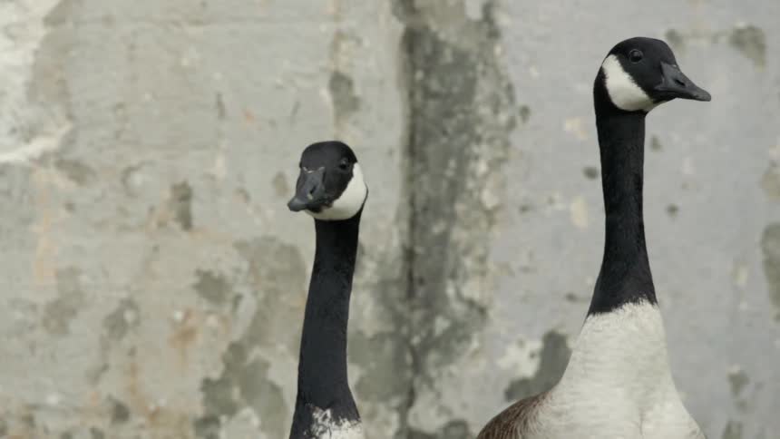 Geese are standing and looking around outside in daylight
