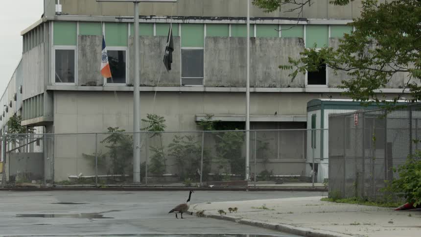 Geese walk on a city street