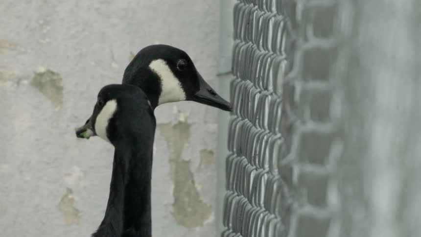 Two geese stand by a fence looking out